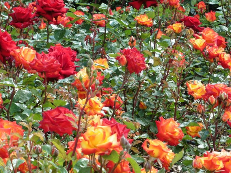 rózsa, NAPIVIDÁM – Rózsakert a városközpontban