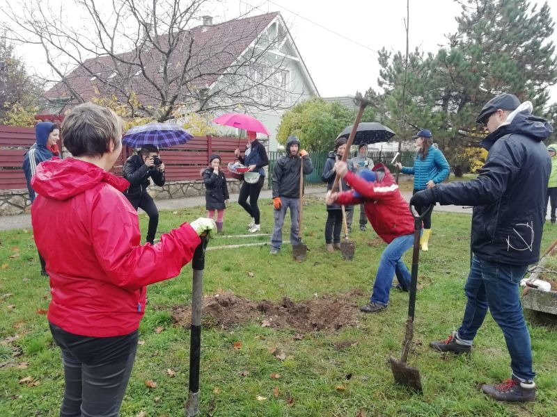 , TÍZ MILLIÓ FA – Önkéntes faültetők a novemberi esőben