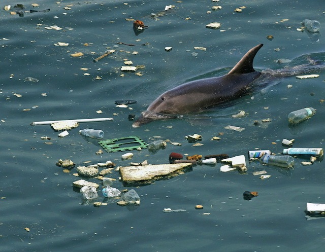 óceáni hulladék, Ökológia: Műanyag hulladékban fuldokló óceánok