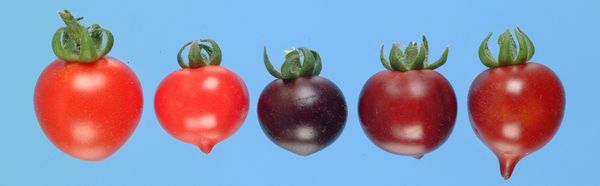 GMO lila, GMO – Piros volt a paradicsom, nem lila