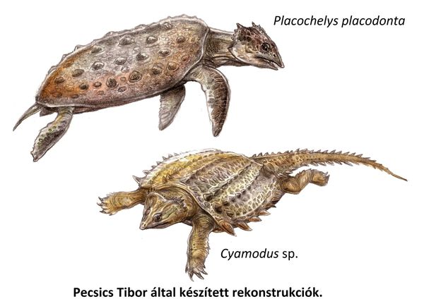 kavicsfogú, A kavicsfogú diadalútja