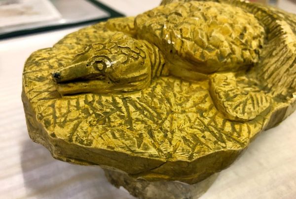 kavicsfogú, A kavicsfogú diadalútja