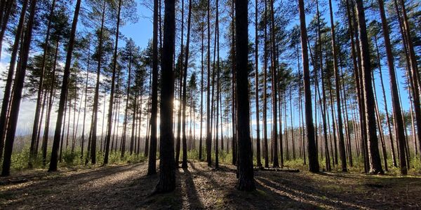 tűzifa, TŰZIFA – Korlátozás nélküli erdőpusztítás