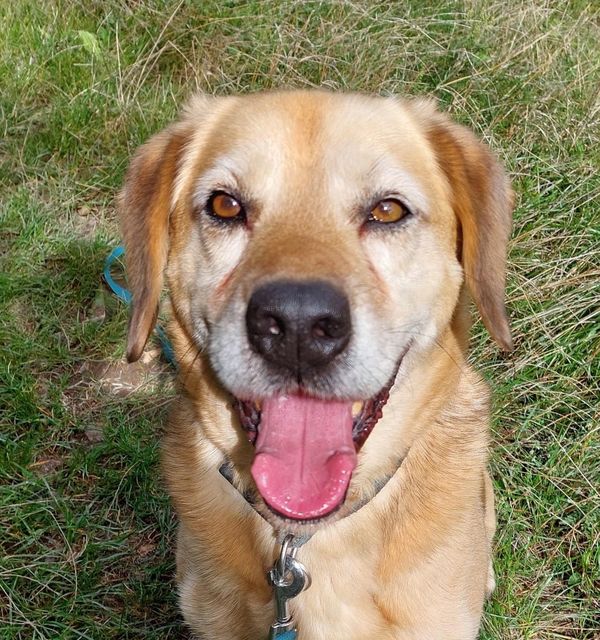 Otthont az Állatoknak, Otthont az Állatoknak – Ne vásárolj, fogadj örökbe!