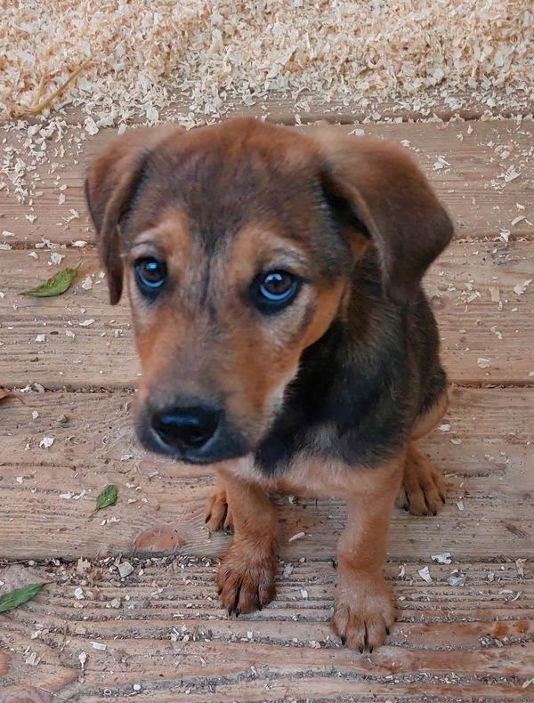 Otthont az Állatoknak, Otthont az Állatoknak – Ne vásárolj, fogadj örökbe!