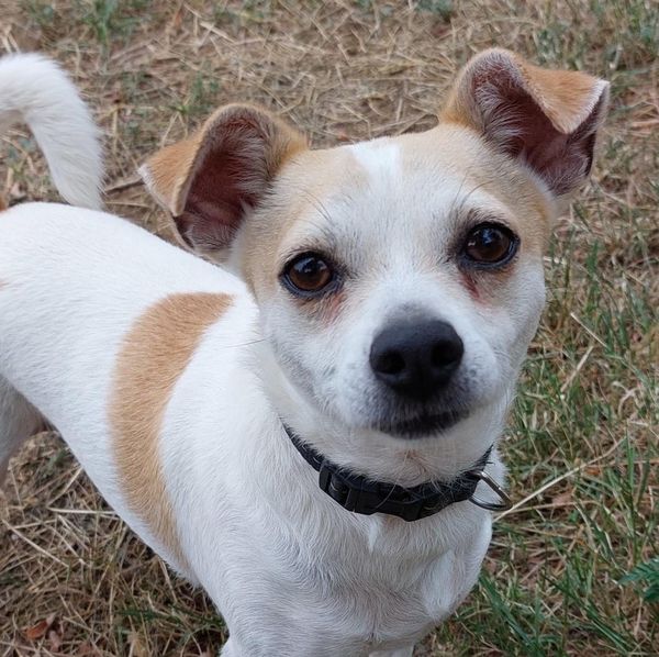 Otthont az Állatoknak, Otthont az Állatoknak – Ne vásárolj, fogadj örökbe!