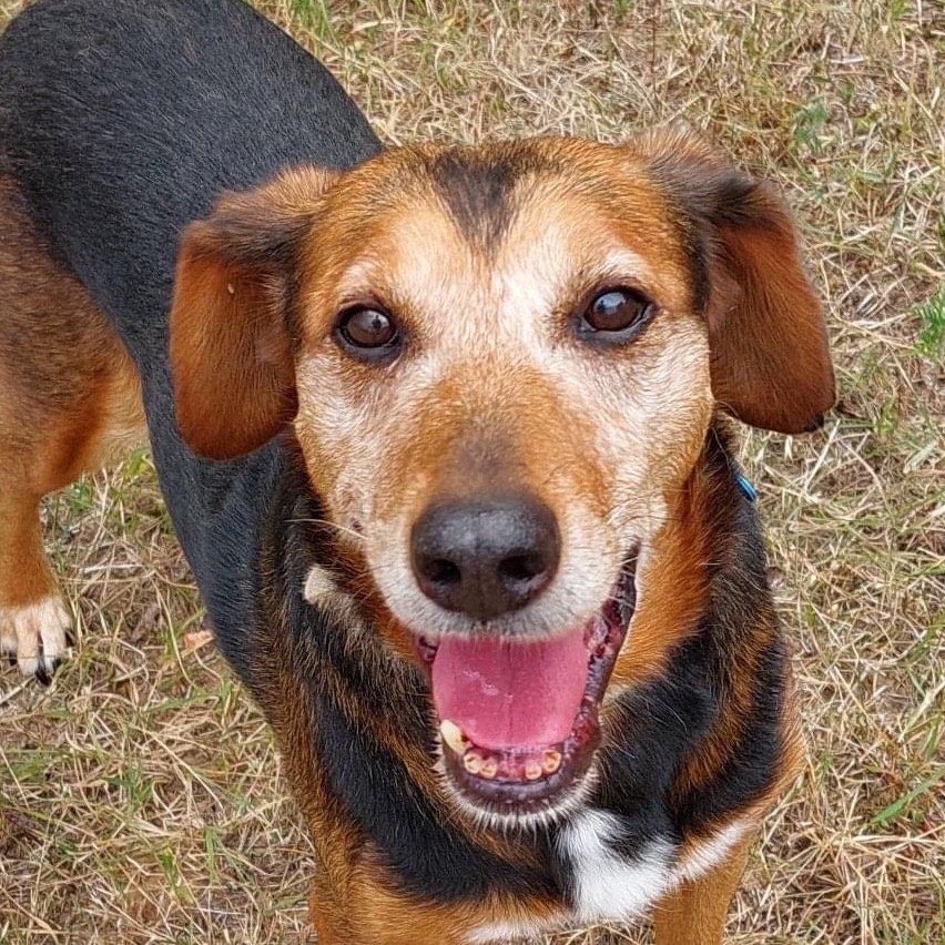 Otthont az Állatoknak, Otthont az Állatoknak – Ne vásárolj, fogadj örökbe!