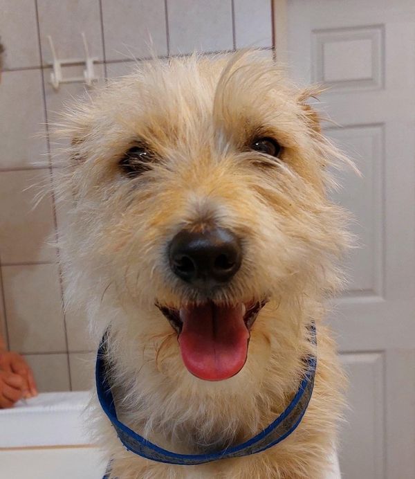 Otthont az Állatoknak, Otthont az Állatoknak – Ne vásárolj, fogadj örökbe!