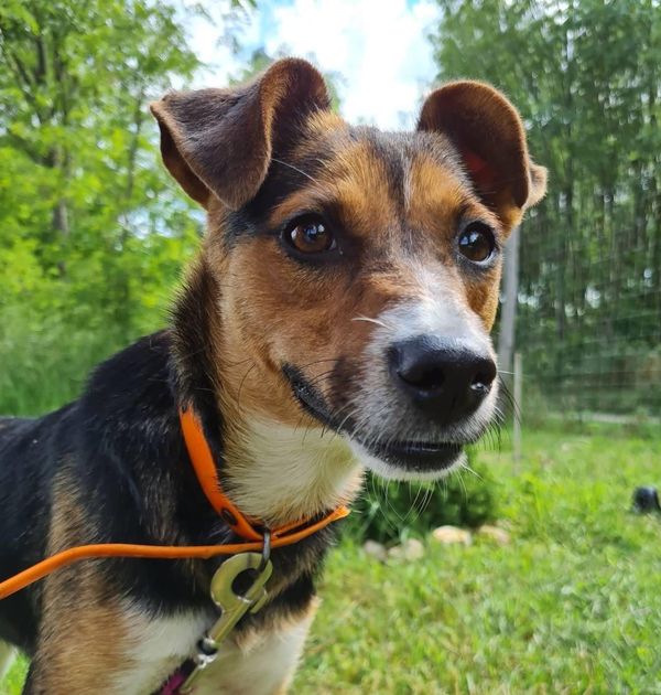 Otthont az Állatoknak, Otthont az Állatoknak – Ne vásárolj, fogadj örökbe!