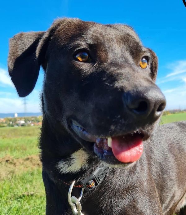 Otthont az Állatoknak, Otthont az Állatoknak – Ne vásárolj, fogadj örökbe!