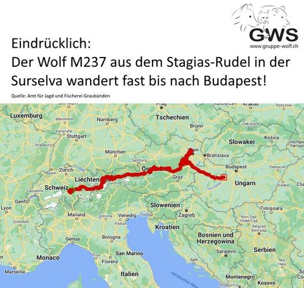 svájci farkas M237, TERMÉSZETVÉDELEM – Várpalotára ért a svájci farkas
