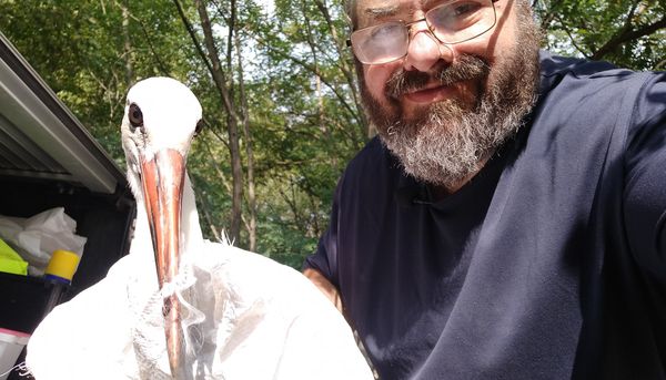 gólyák, GÓLYÁK – A veszélyeztetésük is büntetendő