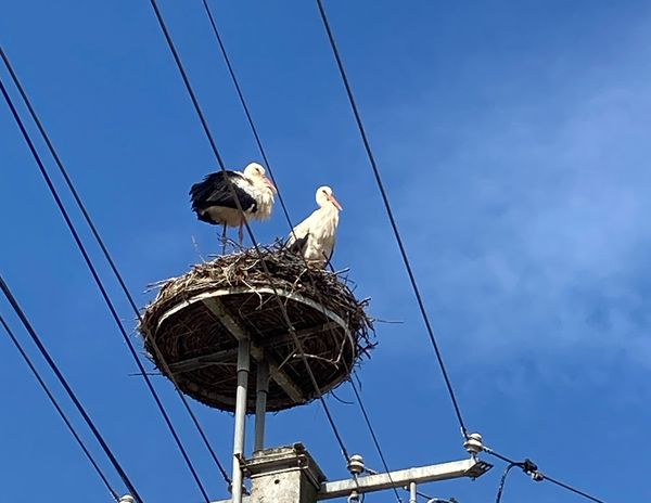gólyák, GÓLYÁK – A veszélyeztetésük is büntetendő