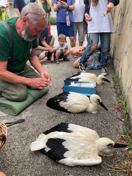 gólyák, GÓLYÁK – A veszélyeztetésük is büntetendő