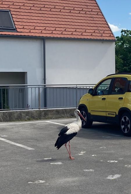 gólyák, GÓLYÁK – A veszélyeztetésük is büntetendő