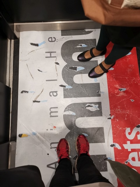 immu Pets Géczi, immu Pets: Géczi-happening