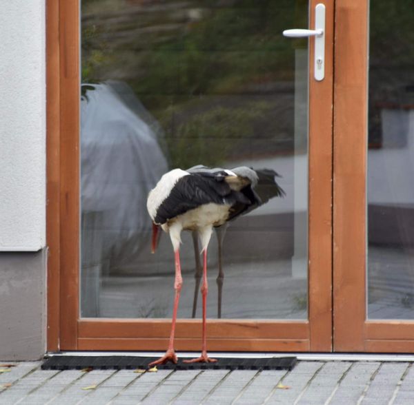 gólya, KÉTELY – Ez a gólya nem az a gólya?