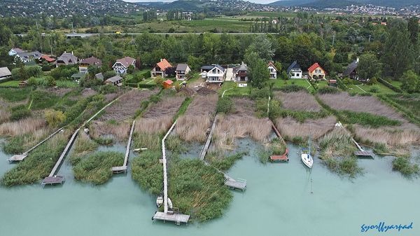 Balaton, BALATON – Hatalmas területen pusztul a nád