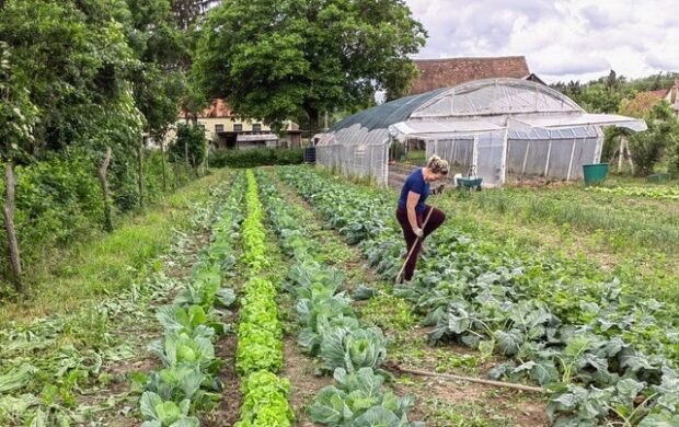 közösségi gazdaságok, ÉLETMÓDORVOSLÁS – Közösségi gazdaságok: Frissen a termelőtől