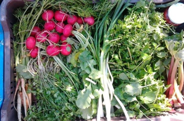 közösségi gazdaságok, ÉLETMÓDORVOSLÁS – Közösségi gazdaságok: Frissen a termelőtől