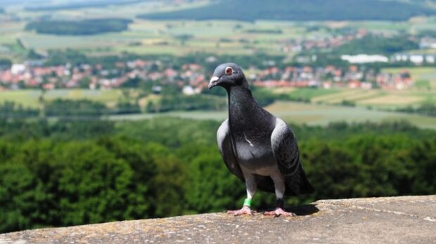 postagalamb, POSTAGALAMB – Világrekorder magyar szárnyas